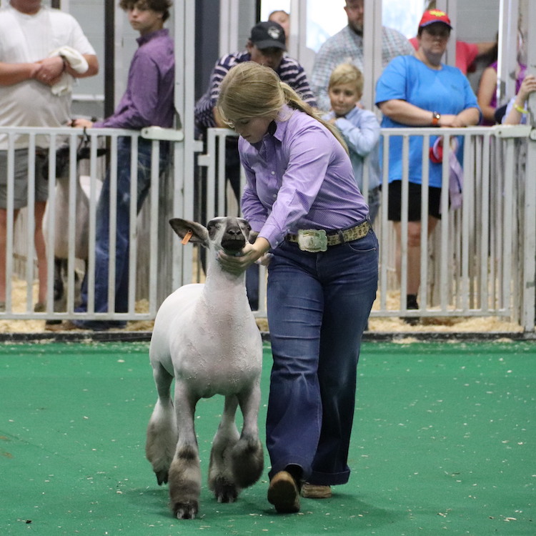 Ga. goat & lamb winners showed up & showed out